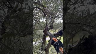 Pruning Dead Olivetree Branch  AGRIBROS ASMR [upl. by Pinkerton499]