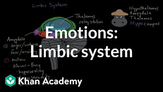 Emotions limbic system  Processing the Environment  MCAT  Khan Academy [upl. by Lymn]