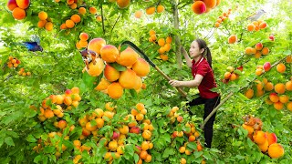 Harvest Cofia Wallichii Go to the market to sell  The fruit used to make wine can cure all diseases [upl. by Yelyah]