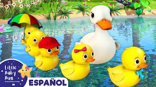 Cinco Patitos Salieron a Nadar  Canciones Infantiles  Little Baby Bum en Español [upl. by Dnilasor]