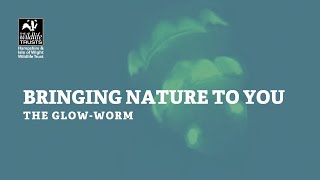 Bringing nature to you  glow worms [upl. by Adnuhsar135]