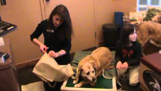 Calgary Vet Shows How to Make a Supportive Sling for Pets Hind Legs [upl. by Anesor104]