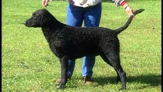 Curly Coated Retriever  AKC Dog Breed Series [upl. by Enenstein]