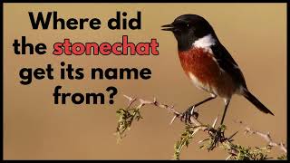 Where did the STONECHAT get its name from [upl. by Levesque]