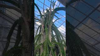 Ocotillo cactus garden nature [upl. by Sussman76]