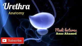 Urethra  Anatomy clearly explained in tamil [upl. by Uaerraj]