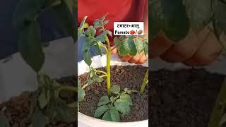 potato  tomato 🍅 cultivation  tomato potato tiktok organicfarming viralshort short feed [upl. by Concepcion]