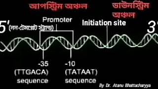 ট্রান্সক্রিপশন Transcription in Bengali For HS amp NEET Biology examinations neet biology lectures [upl. by Given]