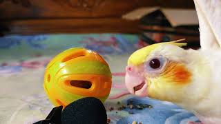 Baby Cockatiel ASMR Video  Happy Bird Sounds  ASMR 🦜1 [upl. by Leerzej]