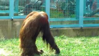 Orangutan Walking In Habitat  Smithsonian National Zoo Washington DC [upl. by Irrabaj]