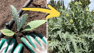 One Year After Planting Artichokes [upl. by Edwine419]