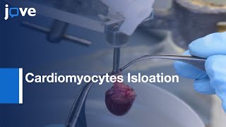 Cardiomyocytes Isloation and cultivation  Protocol Preview [upl. by Horton]