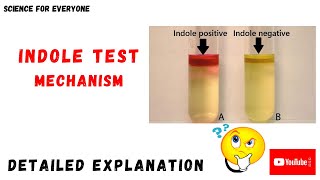 Indole Test Mechanism  Procedure  Principle  Chemical Reactions [upl. by Eddra]