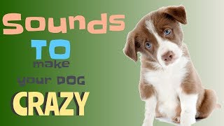 Sounds That Will Make Your Dog Tilt Their Head Doorbell I PROMISE [upl. by Nylirrej445]