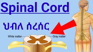 How Spinal Cord Works ascending tractsdescending tracts ህብለ ሰረሰር የአንጎል ክፍል እንዴት ይሰራል spinalcord [upl. by Arbma]