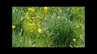 Narzissen Osterglocken Wiese beim Spaziergang im Mai [upl. by Ploch3]