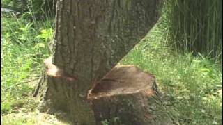 Cuttin Trees 1 Falling Compilation with Daniel Murphy [upl. by Yorgos]