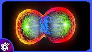 Mitosis in 4 minutes [upl. by Annaj663]