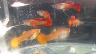 How Long to Breed Guppies to Ensure Mating and Pregnant Females [upl. by Hagep]