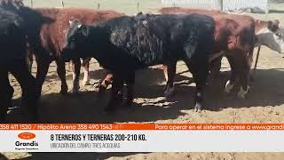 8 TERNEROS Y TERNERAS 200210 KG [upl. by Pernas]