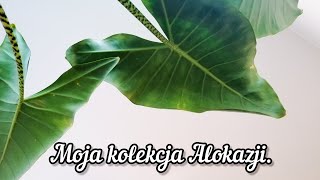 Alocasia  moja kolekcja Jak dbać o alokazje żeby nie straciły liści [upl. by Rhpotsirhc391]