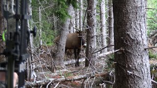 2023 Oregon Coast Archery Elk Hunt [upl. by Niela283]