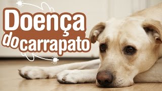 Doença do Carrapato  Sintomas Tratamento e Prevenção [upl. by Felisha]