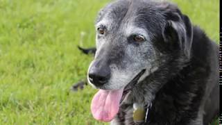 Senior Dog with Hip Dysplasia and Mobility Issues [upl. by Wobniar175]