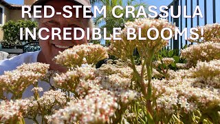 Flowering Redstem Crassula Crassula rubricaulis Stonecrop Succulent Care Propagating Cuttings [upl. by Raynah]