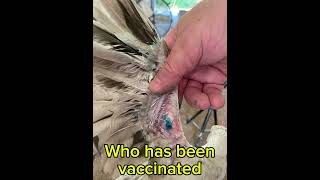 Vaccinating for Fowl Pox cluckerbooks vaccine fowls chicken chickenhealth birds [upl. by Avat]