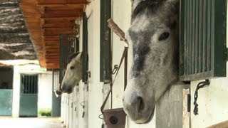 Ab zum Schlachthof Spaniern sind Pferde zu teuer [upl. by Apurk]