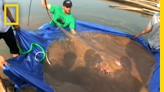 Giant Freshwater Stingray  National Geographic [upl. by Dorcia]