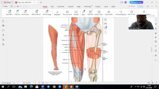 Sartorius Muscle [upl. by Hnil]