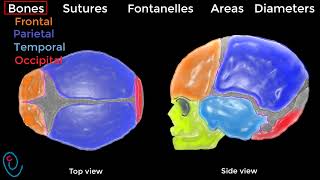 Fetal skull illustrated [upl. by Lucais]