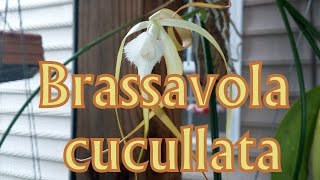 Brassavola cucullata [upl. by Cohberg]