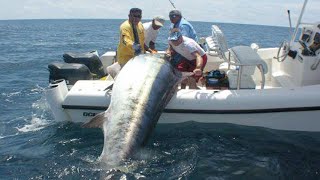 Amazing Fastest Giant Bluefin Tuna and Black Marlin Fishing Skill  Amazing big catching on the sea [upl. by Constancy]