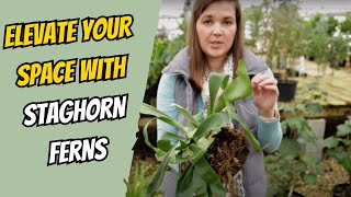 How to Mount a Staghorn Fern  Catherine Arensberg [upl. by Nyroc]