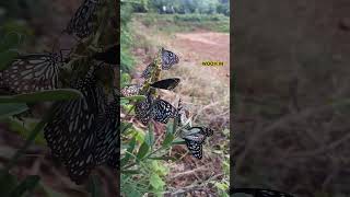 Exploring the Colorful World of Butterflies nature photography [upl. by Ykcor261]