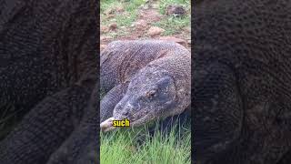 Digestion Process in Komodo Dragons komodo video shorts animals [upl. by Yelrah]