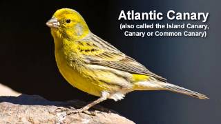 Canary Bird Call  singing Canary [upl. by Lehcar408]