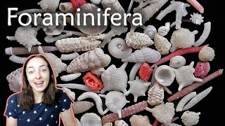 Foraminifera Forams Invertebrate Paleontology  GEO GIRL [upl. by Elberfeld]