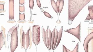 general anatomy 3 skeletal musclesdr  Sameh Ghazy [upl. by Rfinnej741]