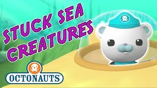 Octonauts  Stuck Sea Creatures  Octonauts Here to Help [upl. by Henebry977]