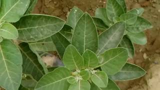 अश्वगंधा 🐸 को लगाए और 😵चमत्कारिक फायदे पाएं  Best AYURVEDIC plant  Ashwagandha Ash [upl. by Joelie166]