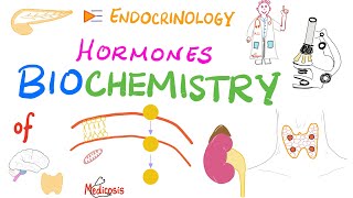 Hormone Biochemistry Genomic vs Nongenomic Actions [upl. by Gertrudis]