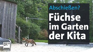 Der Fuchs ist los KitaKinder müssen drinnen bleiben  Abendschau  BR24 [upl. by Noreh]