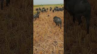 farm life pigs wild natureboar hog animals pigs [upl. by D'Arcy]