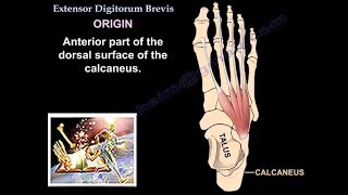 Extensor Digitorum Brevis  Everything You Need To Know  Dr Nabil Ebraheim [upl. by Baxter]