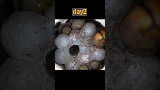 Pupa Removed and New Egg Laid in Yellow Hornet Nest [upl. by Atelra]