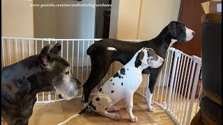 Funny Great Danes amp Puppy Politely Complain About Chicken Carving Gate amp Rules [upl. by Venn828]